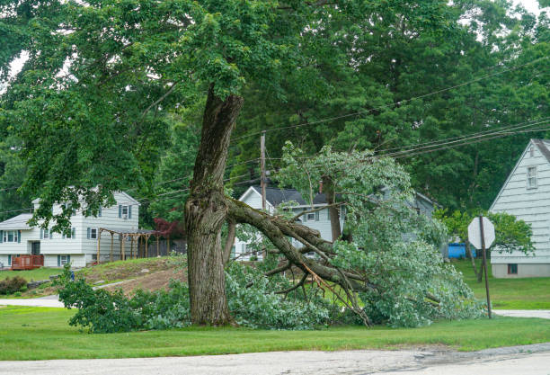 Trusted Mayfield, PA Tree Removal Experts